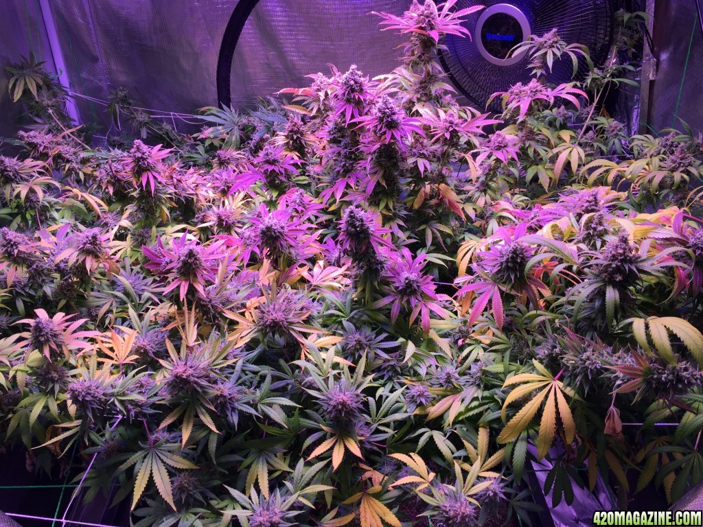 Blue_cheese_Sour_Tangie_harvest.jpg