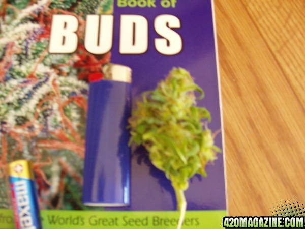 Book_of_Buds1.JPG
