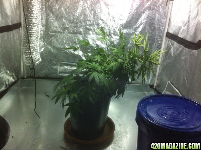 Bubba_Kush_50_days_from_seed_LST.jpg