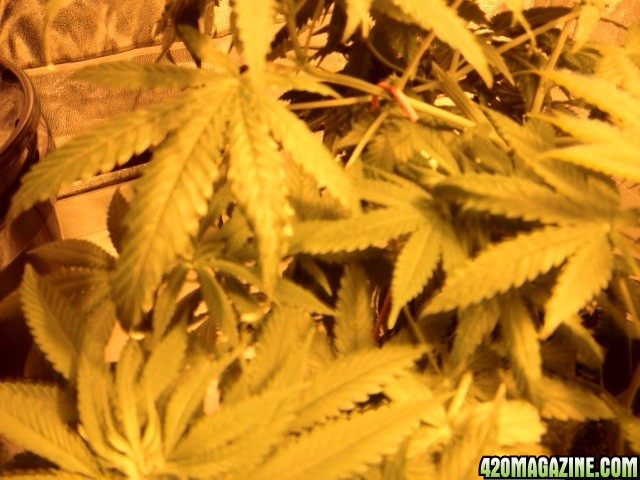 Bubba_Kush_6th_day_flower-yellowing_edges_of_some_leaves.jpg