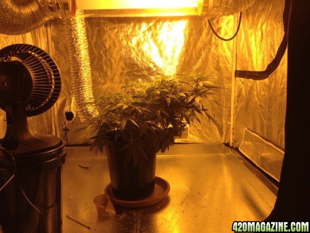 Bubba_Kush_8th_day_flower_-_side_view.jpg