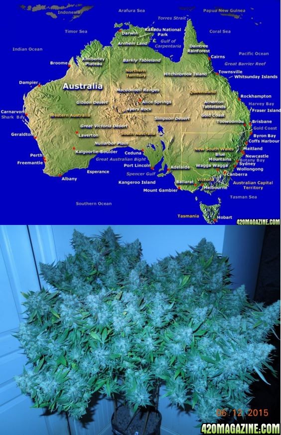 Bubblegum_and_Map_of_Australia.JPG