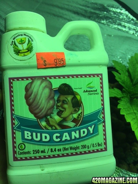 Bud_Candy.jpg