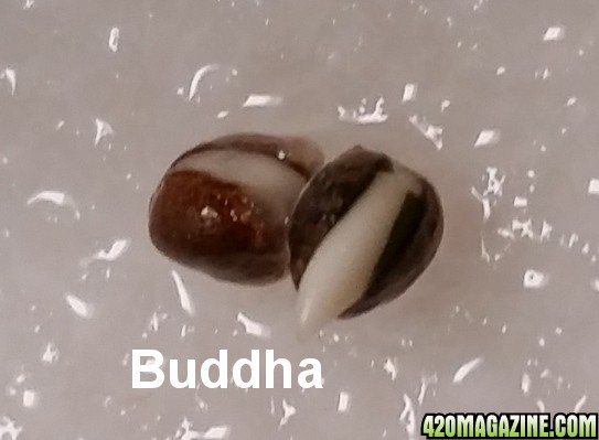 Buddha38.jpg
