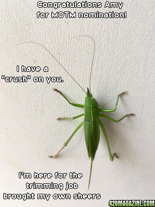 Bug_exterminator.jpg