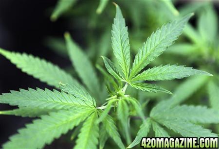Cannabis6.jpg