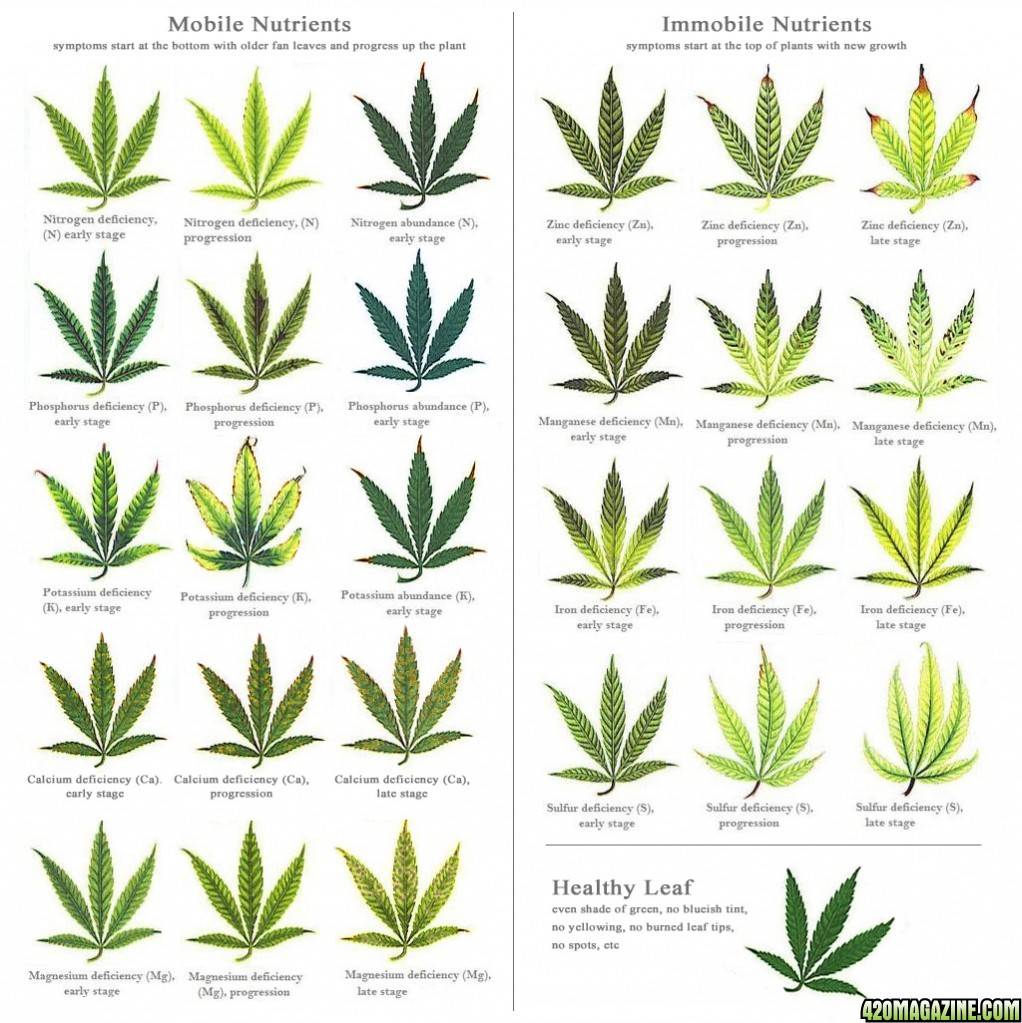 Cannabis_Nutrient_Deficiencies.jpg