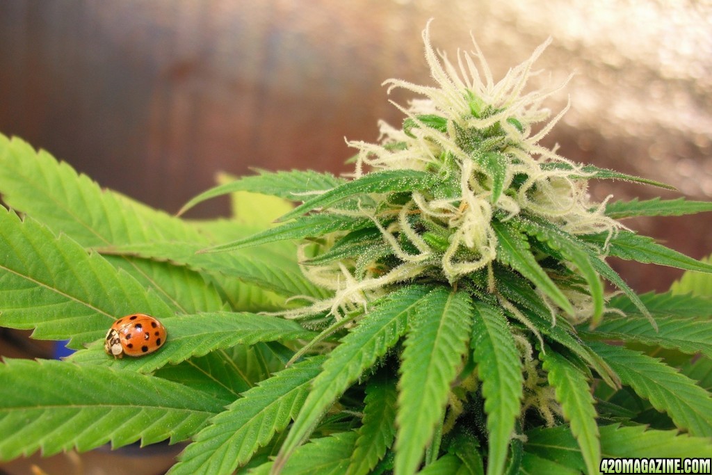 Cannabis_and_Lady.jpg