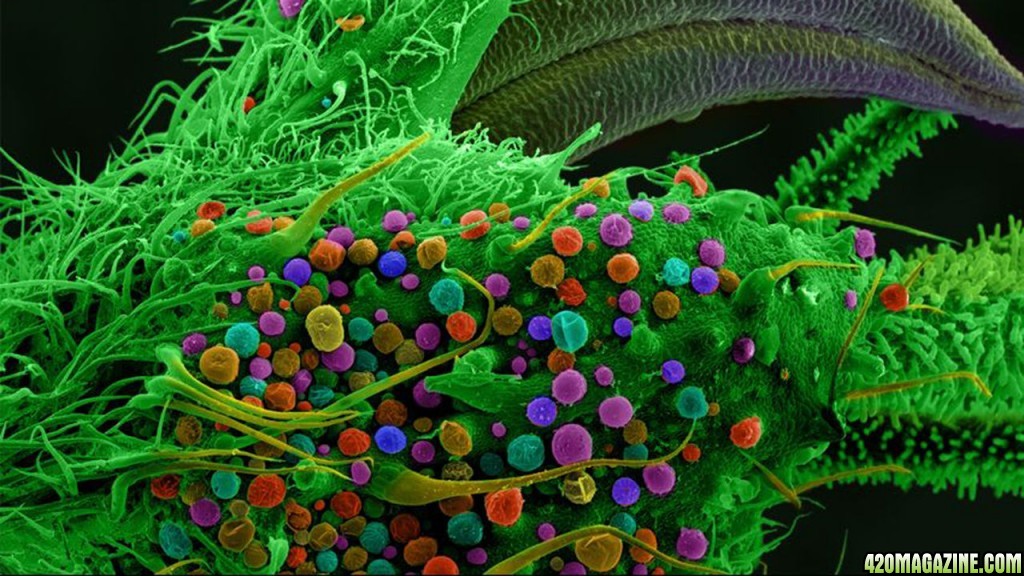 Cannabis_under_electron_microscope.jpg
