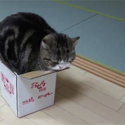 Cat_Box_Tail_Wag.gif
