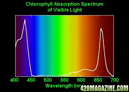 ChlorophyllAbsorption.jpg