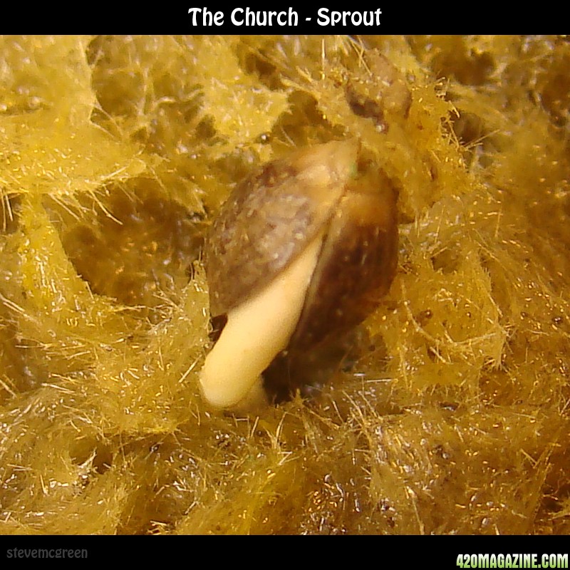 Churchsprout.jpg