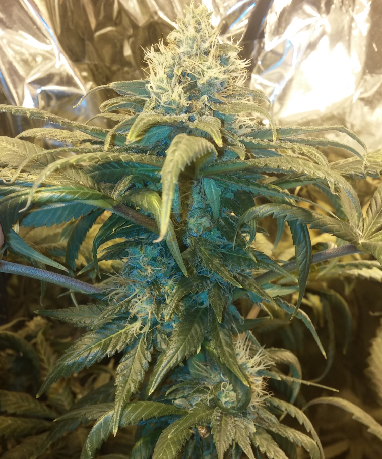 Clementine_Bud_45F.PNG