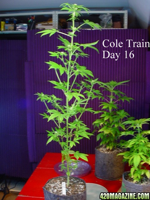 Cole_Train_Day_16.JPG