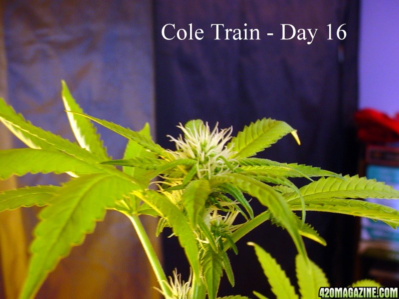 Cole_Train_Day_16_nug.JPG