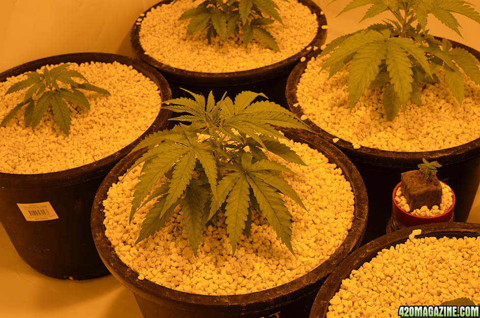 Critical_Jack_Auto_at_24_days_from_seed.jpg