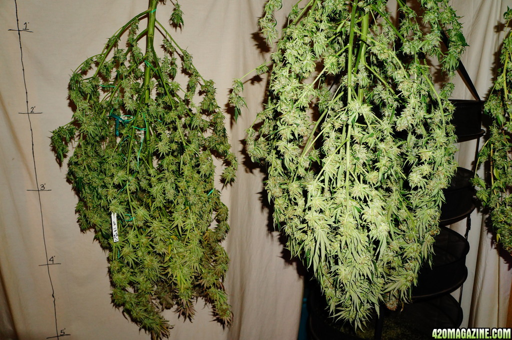 Critical_Jack_Herer_uses_Lush_LED_Lighting_Critical_Jack_Herer_hanging_out_to_dry_AC_2_.JPG