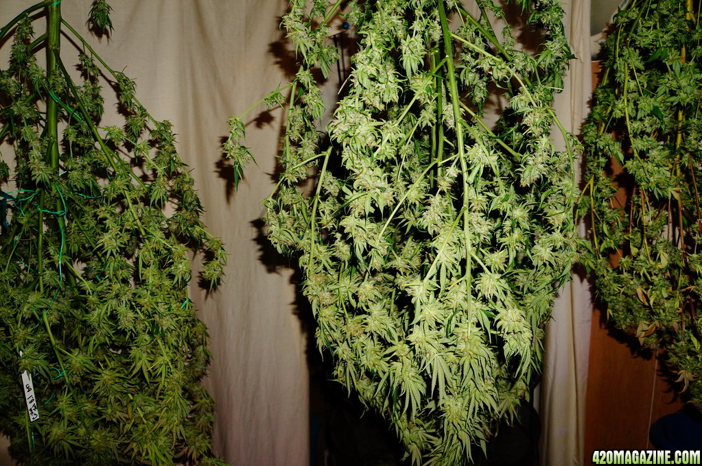 Critical_Jack_Herer_uses_Lush_LED_Lighting_Critical_Jack_Herer_hanging_out_to_dry_AC_3_.JPG