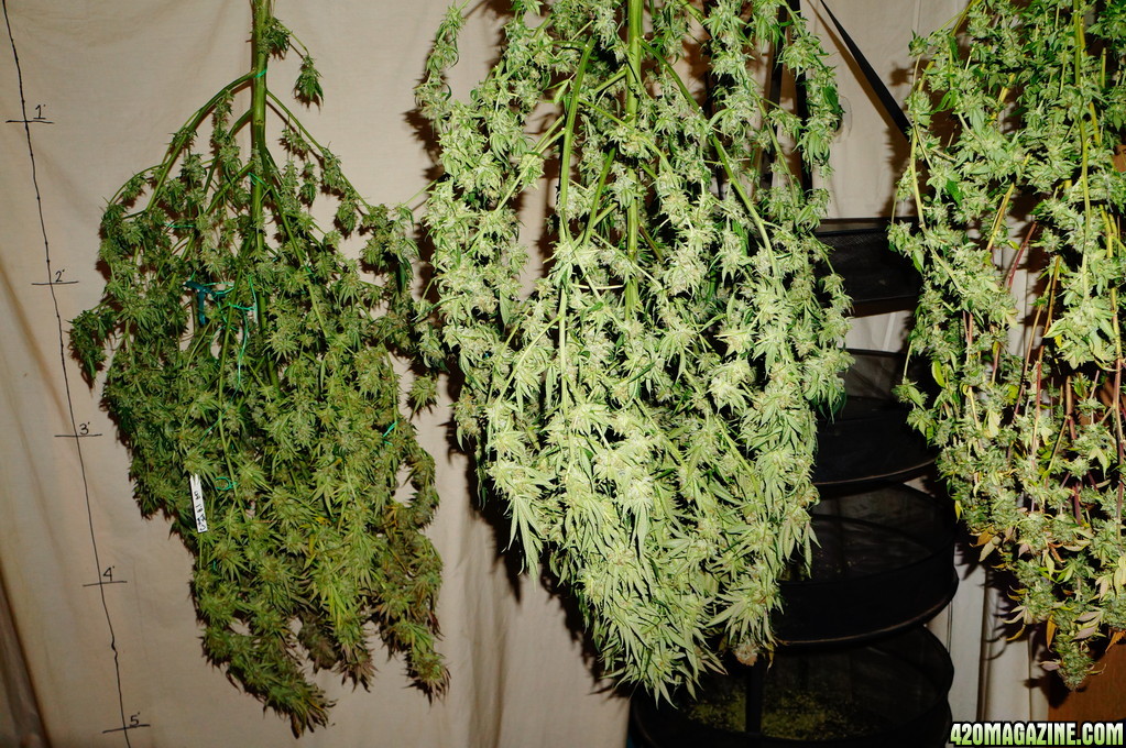 Critical_Jack_Herer_uses_Lush_LED_Lighting_Critical_Jack_Herer_hanging_out_to_dry_AC_5_.JPG