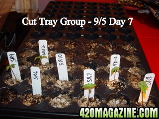 Cut_Tray_Group_9-5_Day_7.JPG