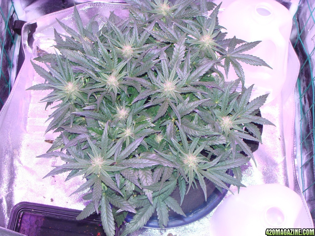 DAY_37_PLANT_TOP.JPG