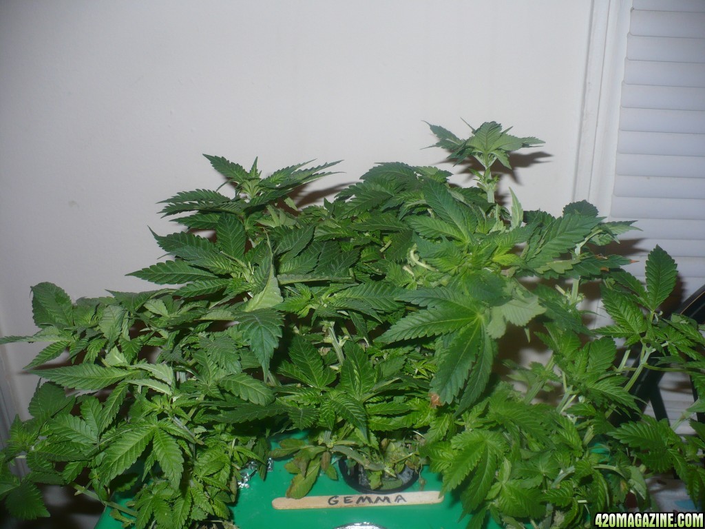 DAY_52_WW_FEM_HYDRO_befor_and_after_being_trimmed_002.JPG