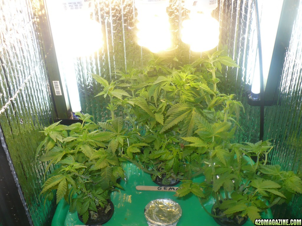 DAY_52_WW_FEM_HYDRO_befor_and_after_being_trimmed_005.JPG