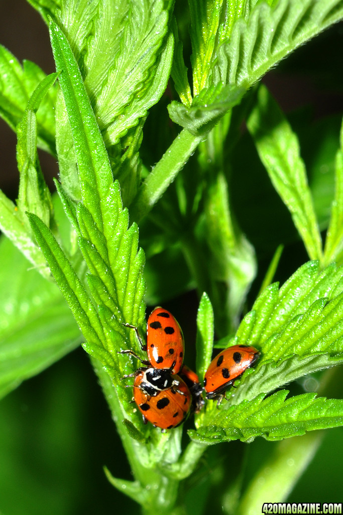 DSC_2714_ladybugs.jpg