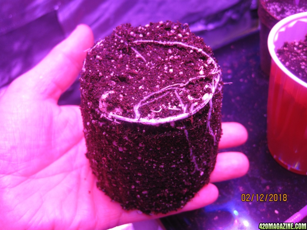 Day14feb12day9ag_roots_1_.JPG