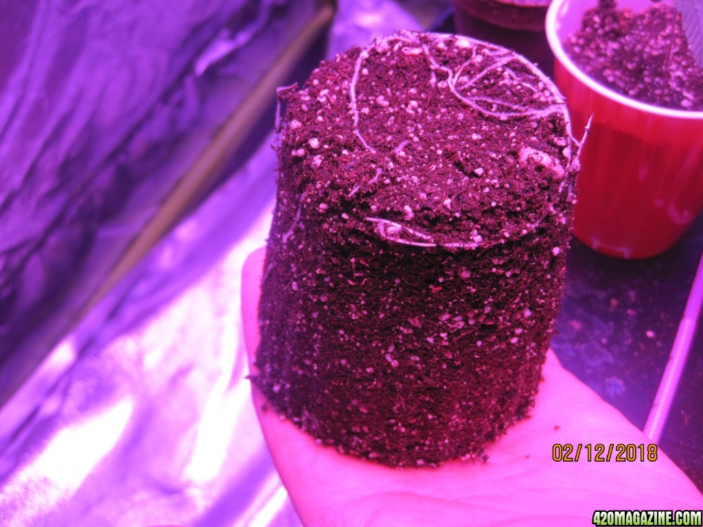 Day14feb12day9ag_roots_2_.JPG