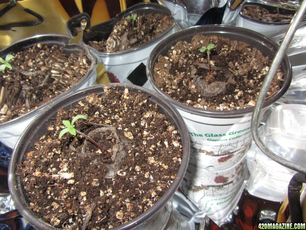 Day_2_sprout_2.JPG