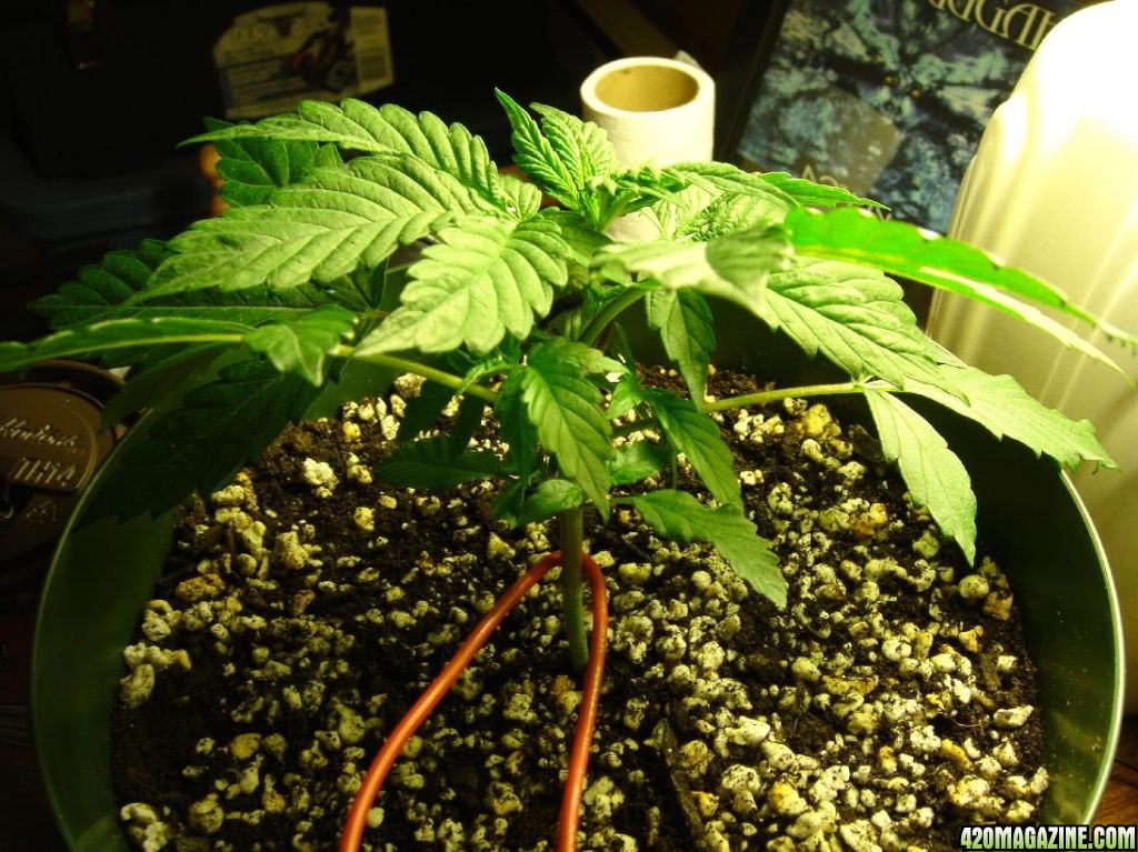 Day_32_-_Whole_plant_2_LST.JPG