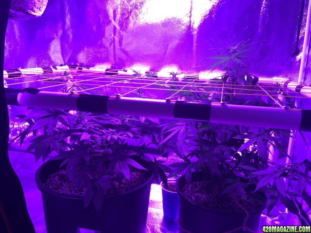 Day_35_post_scrog_placement.jpg