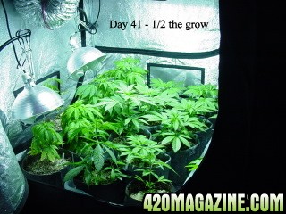 Day_41_1st_half_of_grow.JPG