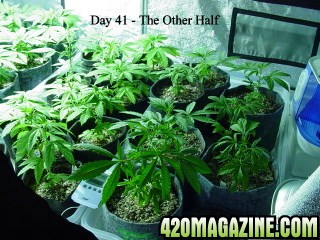 Day_41_Other_Half_of_Grow.JPG