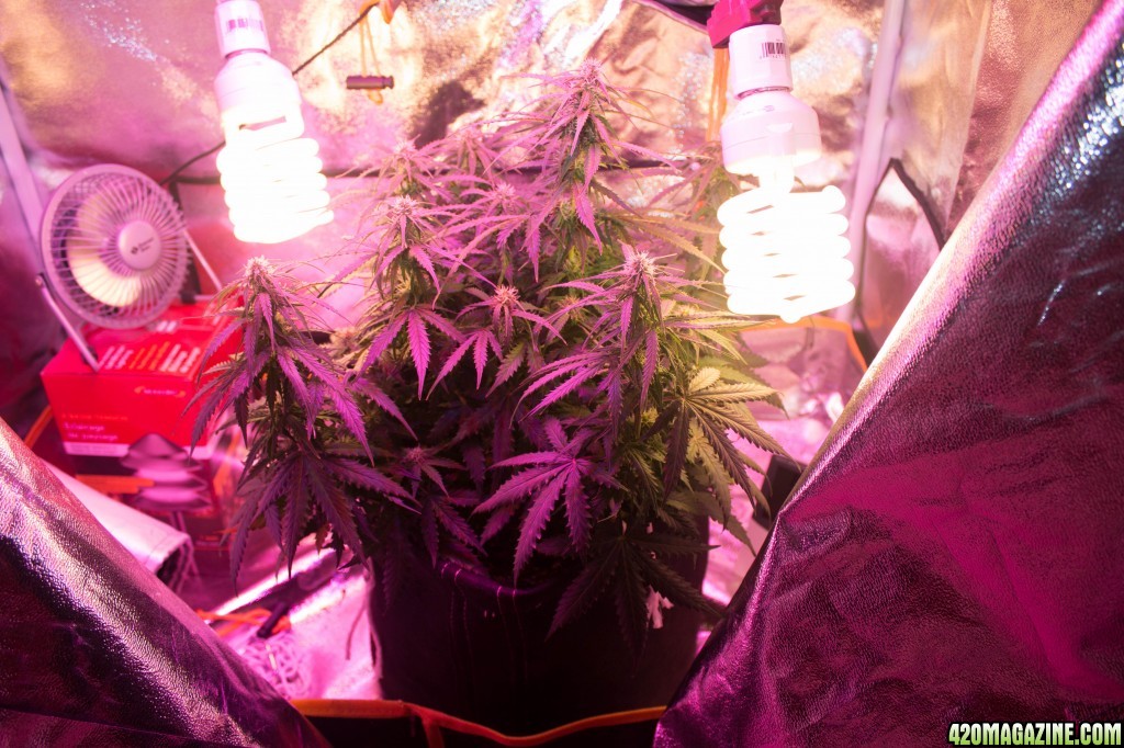 Day_45_grow_2_in_tent.JPG