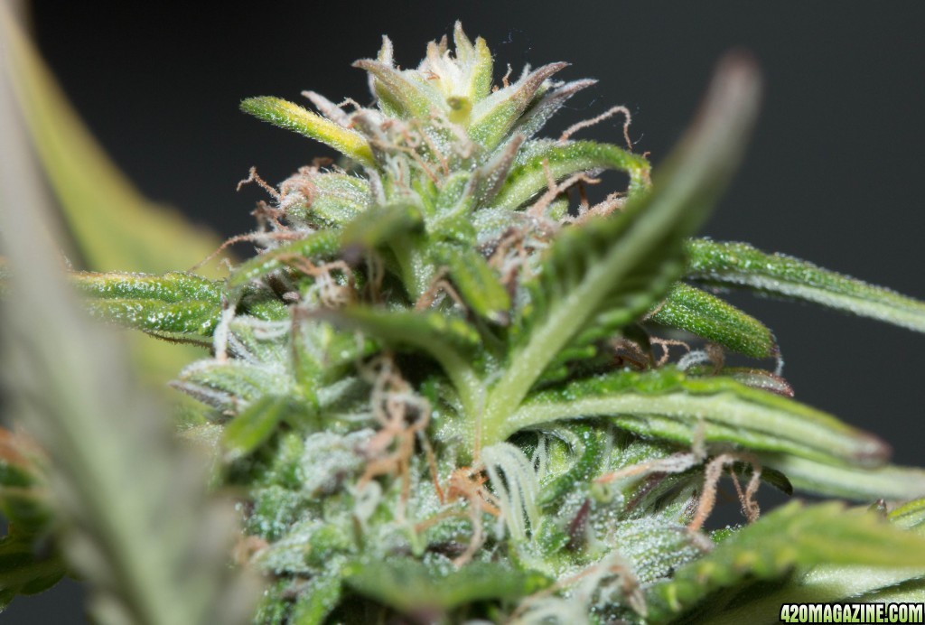 Day_60_plant_1_cola_close_up.JPG