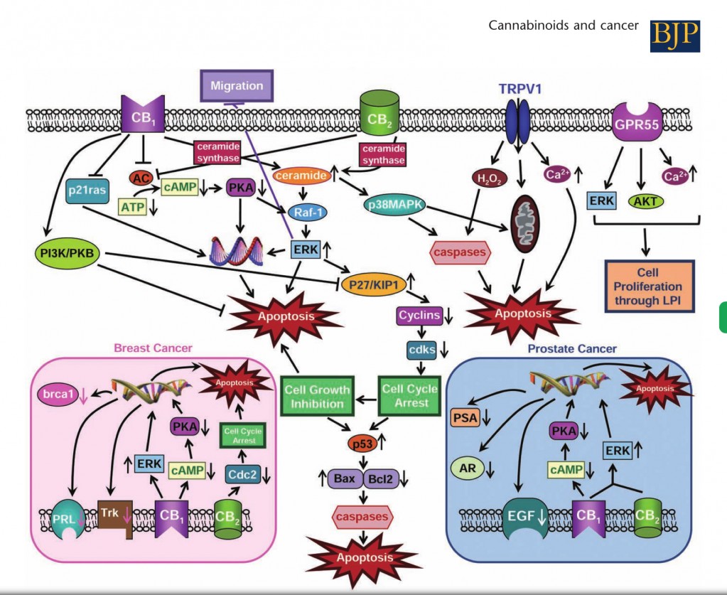 ECS_Cancer_Cannabinoid_Signaling_Diagram.jpg