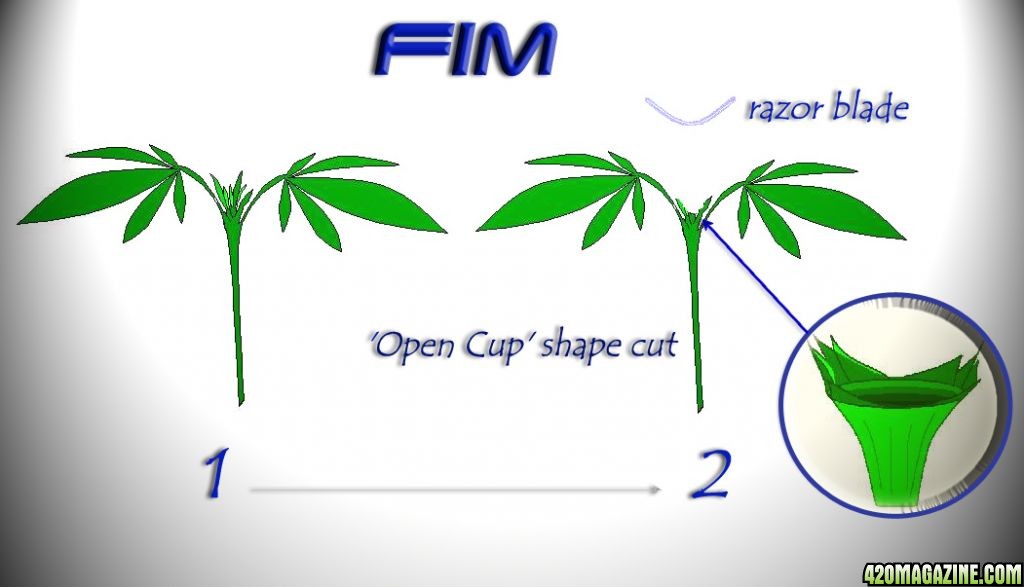 FIMMING_open_Cup_Shape.jpg