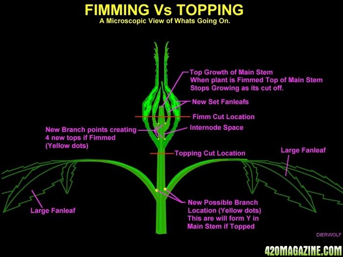 FIMMing_Vs_Topping1.jpg