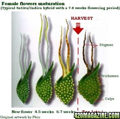 Female_Flowers_Maturation.jpg
