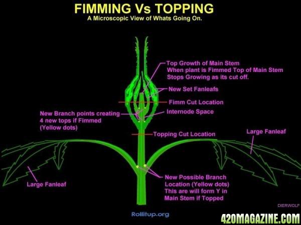 Fimming_vs_Topping.jpg