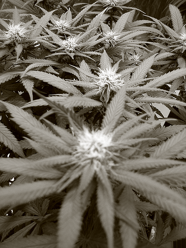 Flower_GDP_2_Colas_8_7_17.png