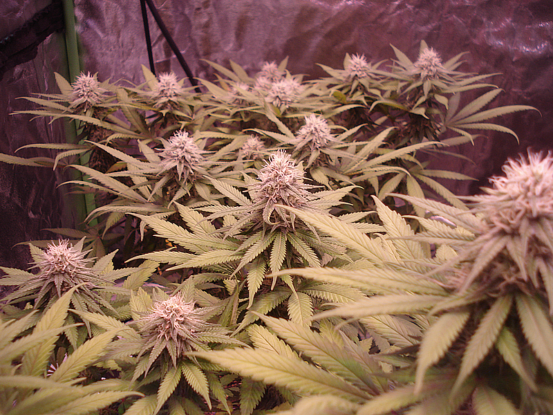Flower_GDP_Colas_8_16_17.png