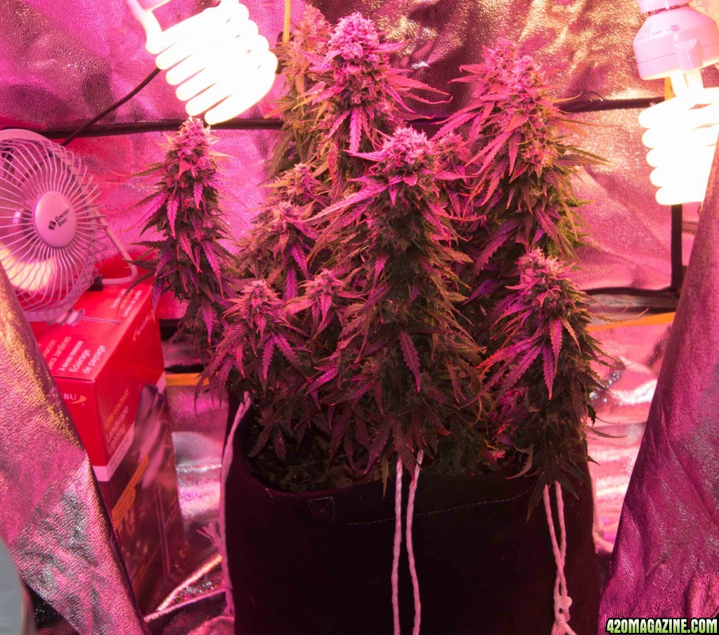 Grow_2_Day_71_days_in_tent.JPG