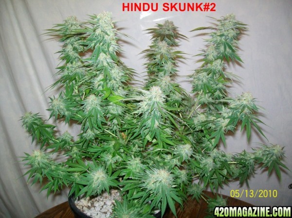 HINDU_SKUNK_2_001_600x449.jpg