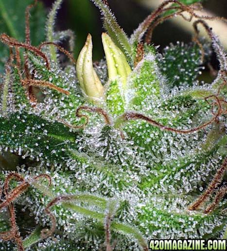 Hermaphrodite-marijuana-plant.jpg