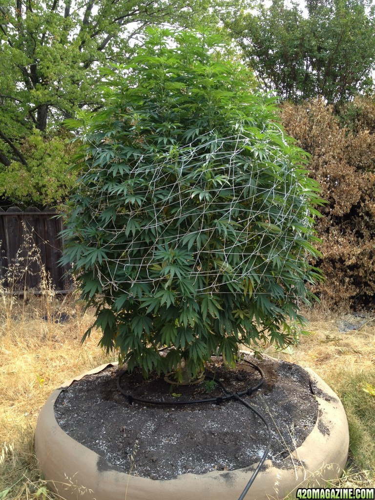 How To Grow Outdoor Pot 109