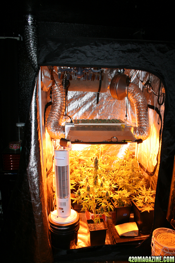 What Do I Need for a 4X4 Grow Tent 