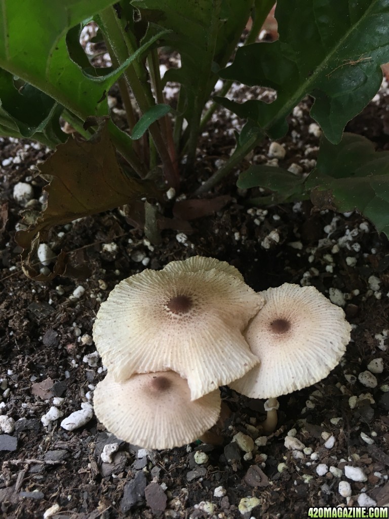 Tiny Mushrooms Growing Around Cannabis Good Or Bad 420 Magazine